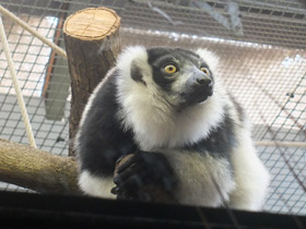 Смотреть фото Лемур вари Фото Лемур вари