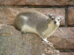 Смотреть фото Даман Брюса Фото Даман Брюса