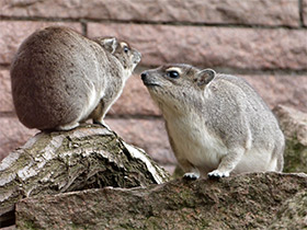 Смотреть фото Даман Брюса Фото Даман Брюса