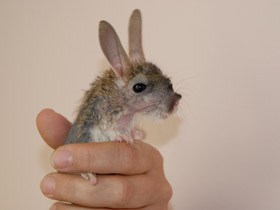 Смотреть фото Большой тушканчик Фото Большой тушканчик