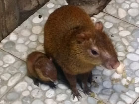 Смотреть фото Агути Азары Фото Агути Азары