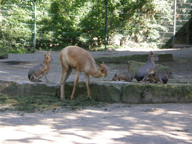 Смотреть фото Патагонская мара Фото Патагонская мара