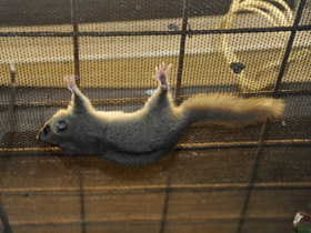 Смотреть фото Соня-полчок Фото Соня-полчок