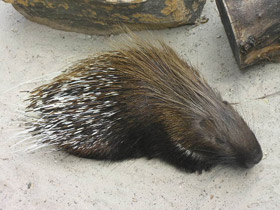 Смотреть фото Индийский дикобраз Фото Индийский дикобраз