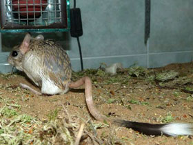 Смотреть фото Египетский тушканчик Фото Египетский тушканчик