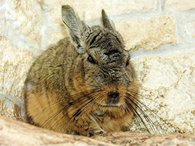 Смотреть фото Горная вискаша Фото Горная вискаша