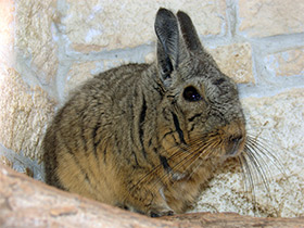 Смотреть фото Горная вискаша Фото Горная вискаша