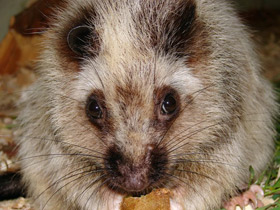 Смотреть фото Облачная крыса Фото Облачная крыса