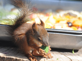 Смотреть фото Обыкновенная белка Фото Обыкновенная белка