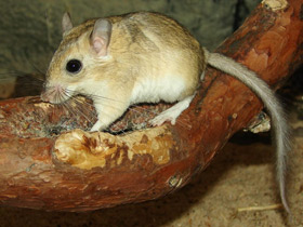 Смотреть фото Пушистохвостая песчанка Фото Пушистохвостая песчанка