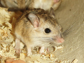 Смотреть фото Пушистохвостая песчанка Фото Пушистохвостая песчанка