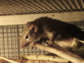 Смотреть фото Обыкновенная тупайа Фото Обыкновенная тупайа