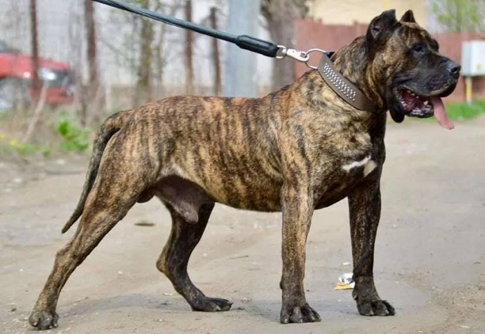 Канарский дог