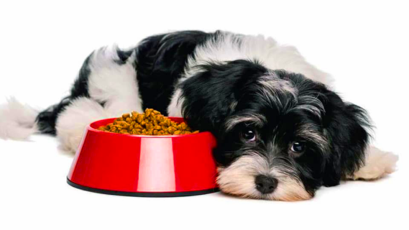 Чем кормить собаку когда она больна?