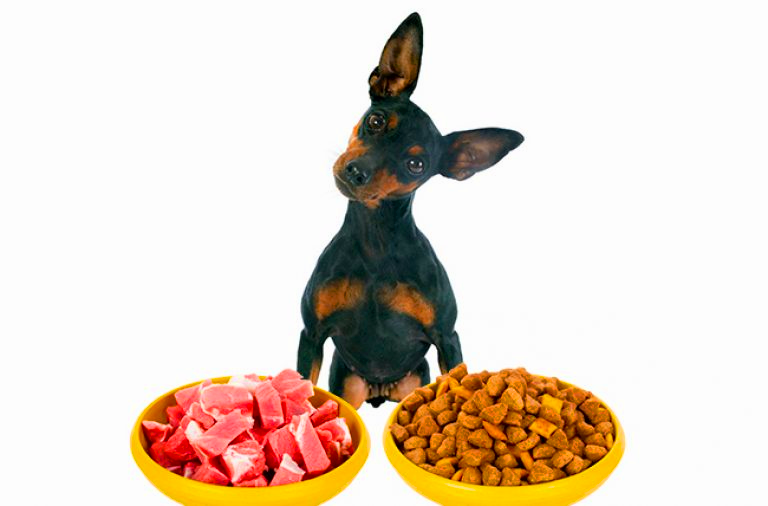 Чем кормить собаку: сухой корм или натуральная еда?