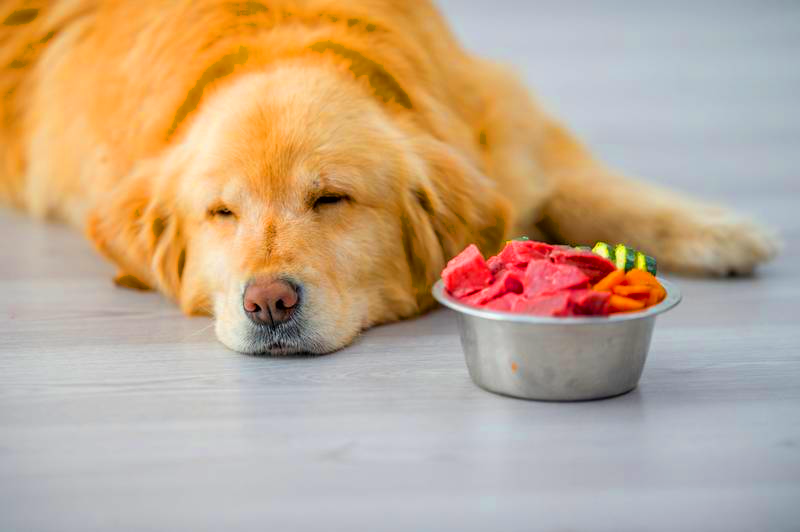 Как перевести собаку с сухого корма на питание натуральными продуктами