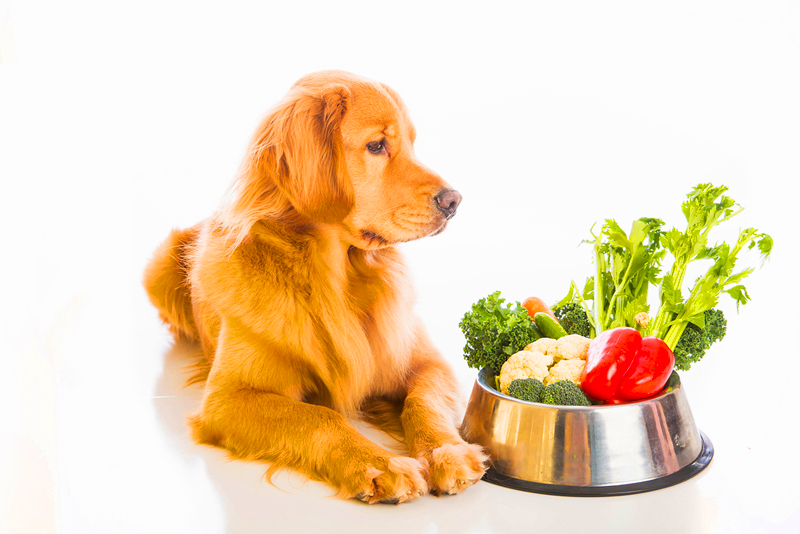 Как перевести собаку с сухого корма на питание натуральными продуктами