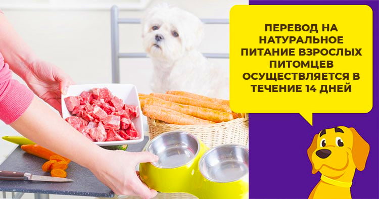Как перевести собаку с сухого корма на питание натуральными продуктами