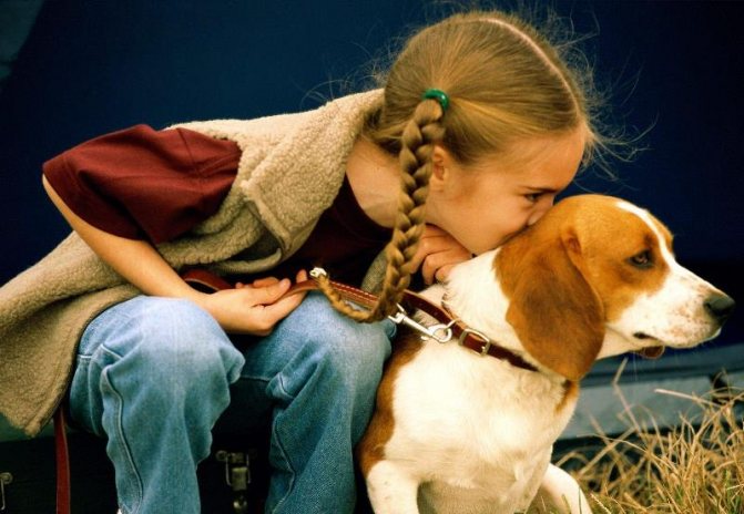 Как сделать чтобы купили собаку. Как уговорить родителей купить собаку: практические советы