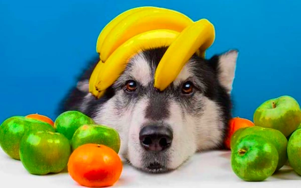 Кормление щенков натуральными сырыми продуктами