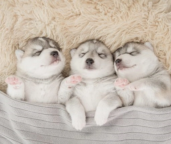 Кормление щенков натуральными сырыми продуктами