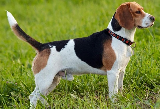 Русская пегая гончая