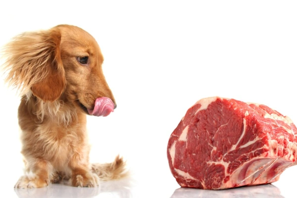 Выбираем мясо для собак