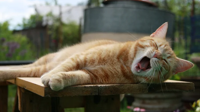 Как помочь кошке пережить жару?