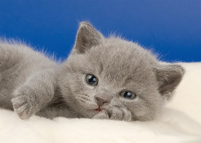 Как правильно выбрать котенка