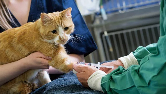 Обезболивающие для кошек: какое можно дать