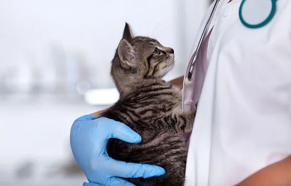 Подготовка к оперативным вмешательствам