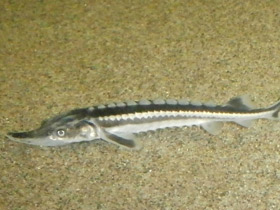 Смотреть фото Севрюга Фото Севрюга