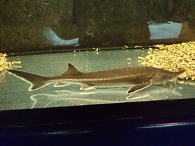 Смотреть фото Бестер Фото Бестер