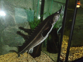 Смотреть фото Бестер Фото Бестер