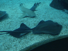 Смотреть фото Американский хвостокол Фото Американский хвостокол