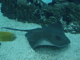 Смотреть фото Американский хвостокол Фото Американский хвостокол