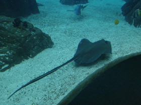 Смотреть фото Американский хвостокол Фото Американский хвостокол