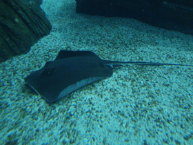 Смотреть фото Американский хвостокол Фото Американский хвостокол