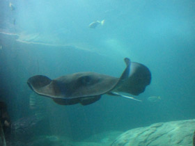 Смотреть фото Американский хвостокол Фото Американский хвостокол