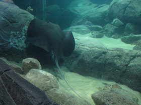 Смотреть фото Американский хвостокол Фото Американский хвостокол