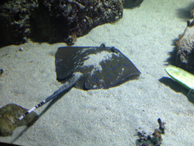 Смотреть фото Синепятнистый хвостокол Кюля Фото Синепятнистый хвостокол Кюля