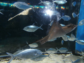 Смотреть фото Обыкновенный орляк Фото Обыкновенный орляк