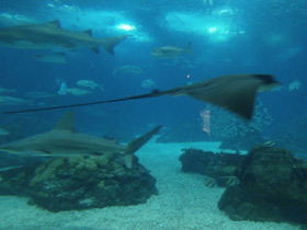 Смотреть фото Обыкновенный орляк Фото Обыкновенный орляк