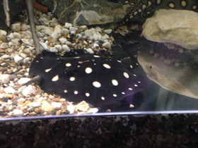 Смотреть фото Скат Леопольди Фото Скат Леопольди
