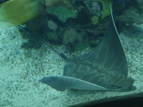 Смотреть фото Бычий орляк Фото Бычий орляк