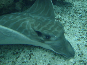 Смотреть фото Бычий орляк Фото Бычий орляк