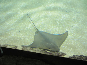 Смотреть фото Восточноамериканский бычерыл Фото Восточноамериканский бычерыл