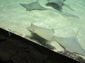 Смотреть фото Восточноамериканский бычерыл Фото Восточноамериканский бычерыл