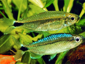 Фото Тетра Смикалая