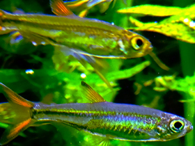 Фото Ладигезия Ролоффа